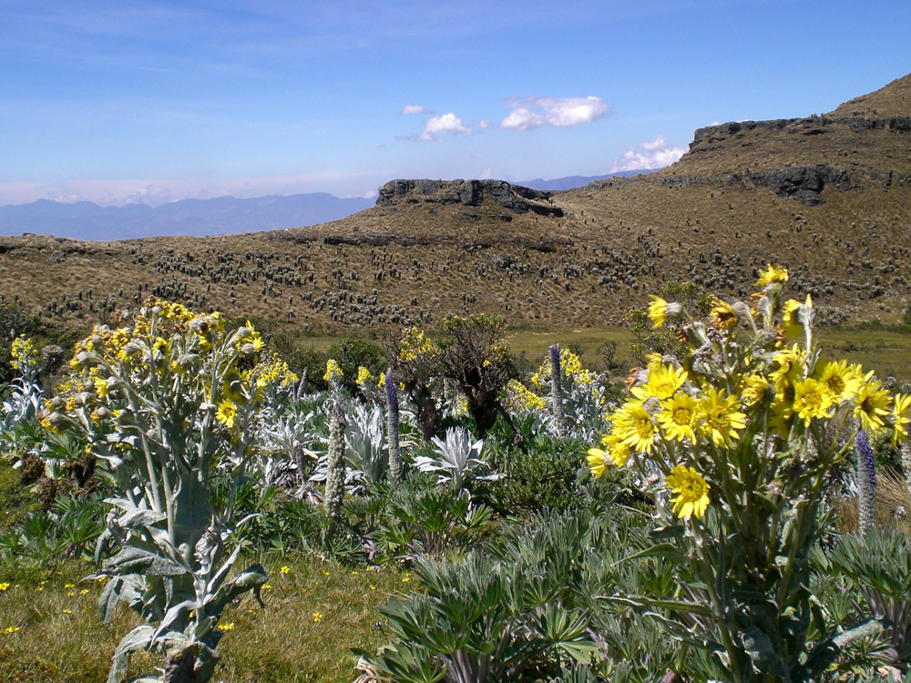Il Paramo de Ocet