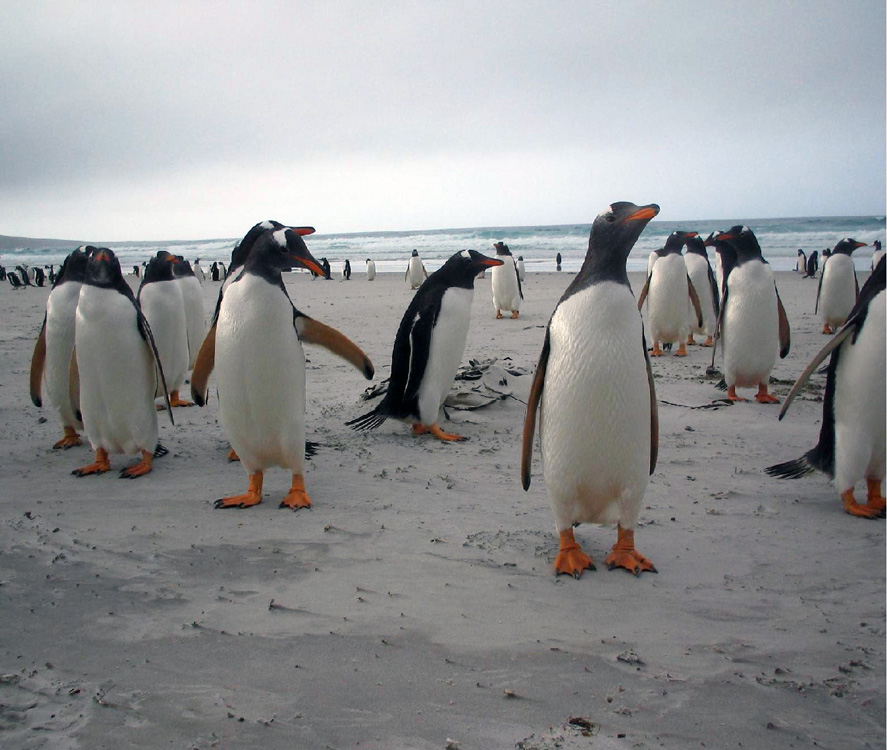 Pinguini A Saunders Island - Falkland/Malvinas