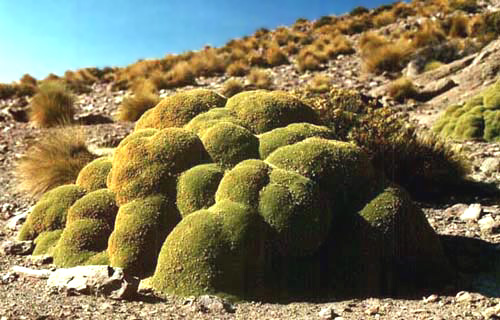 La llareta