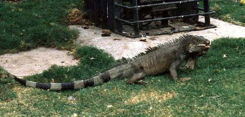 Iguane in liberta' nel centro di Guayaquil