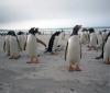 Pinguini A Saunders Island - Falkland/Malvinas